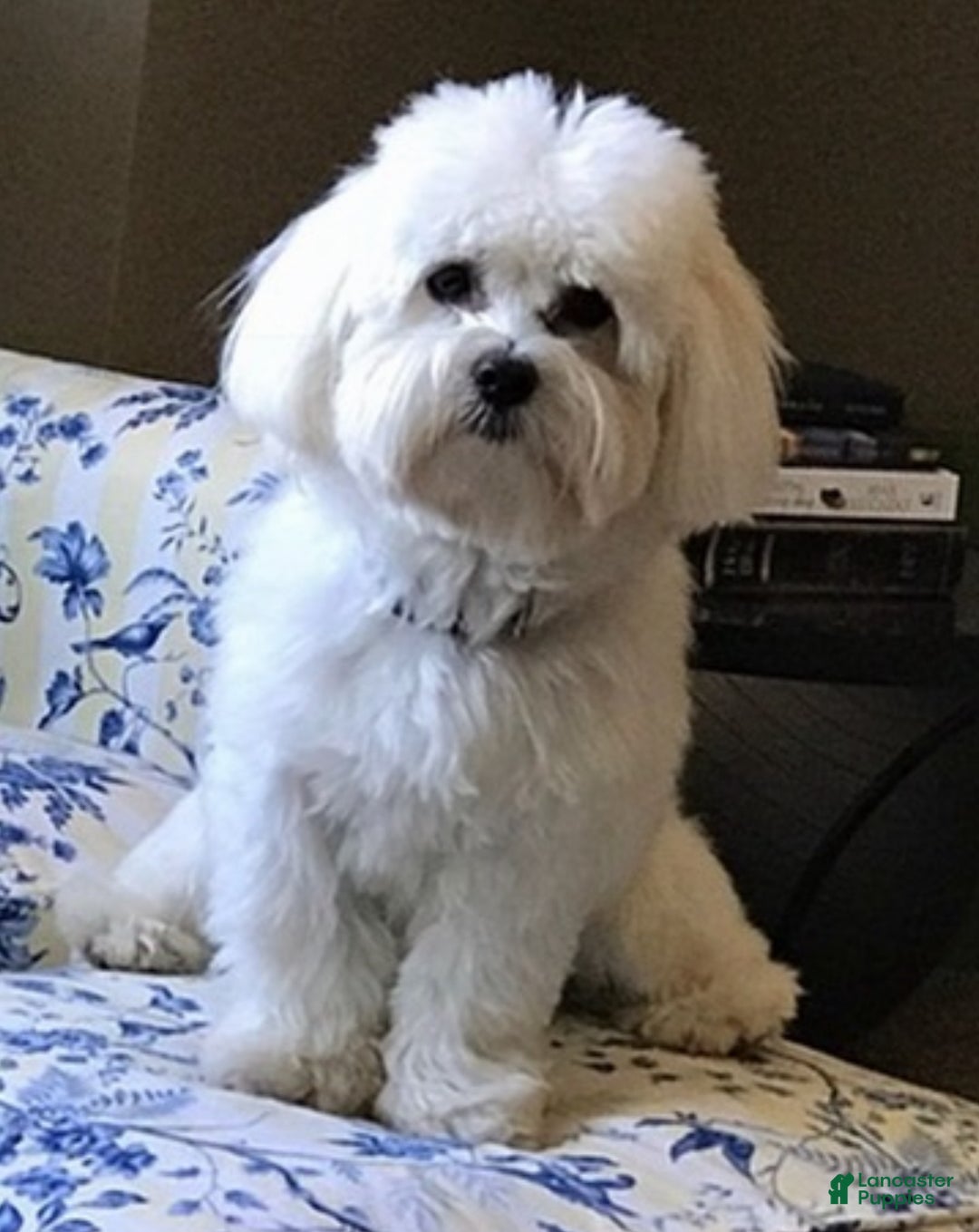 Coton De Tulear dogs for sale: Coton De Tulear Puppy 1.   Hanna - Ad 5