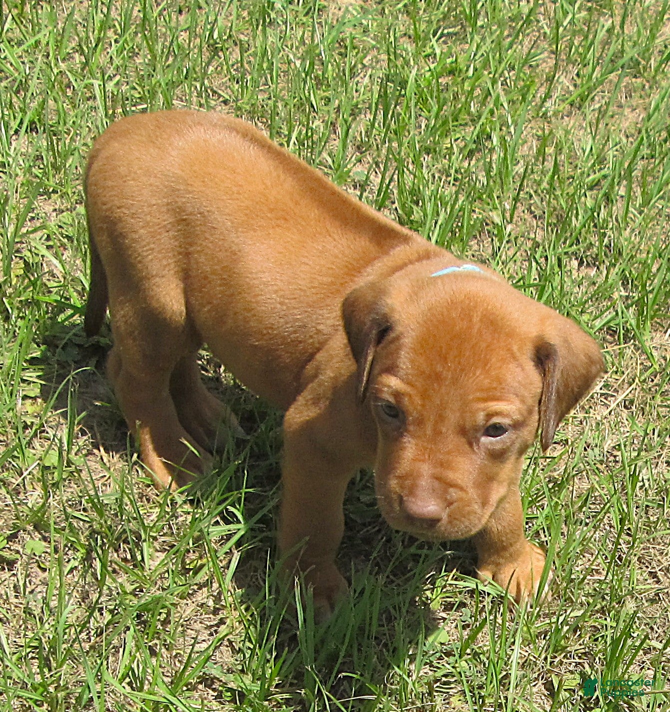 Rhodesian Ridgeback dogs Rhodesian Ridgeback 1 - Ad 9