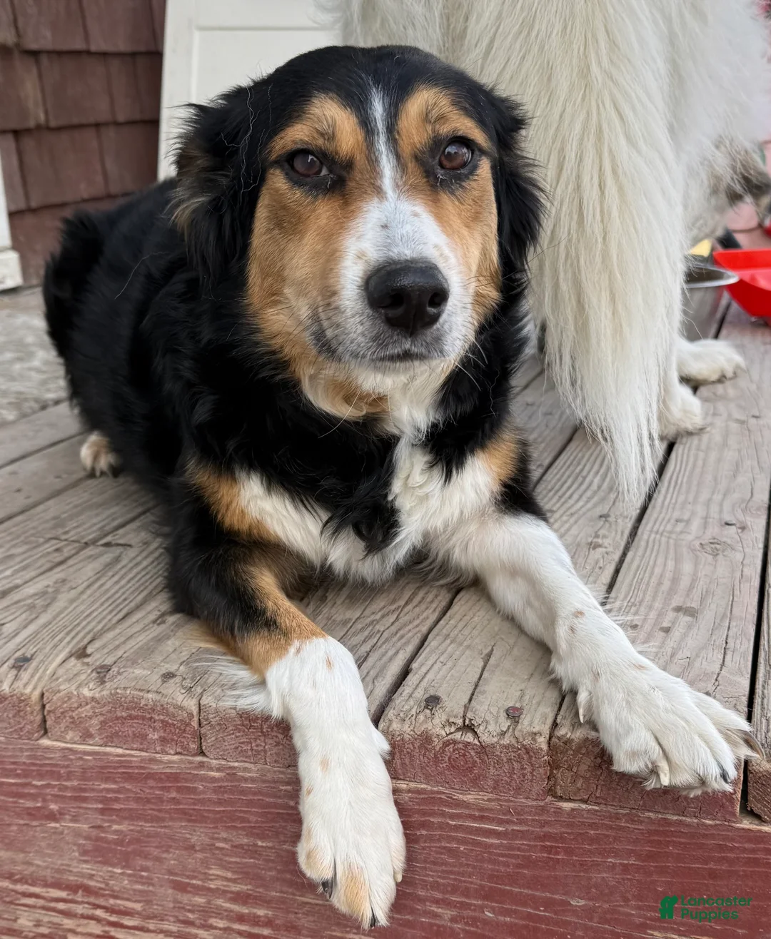 Mixed Breed dogs for sale: Ranger - Ad 3