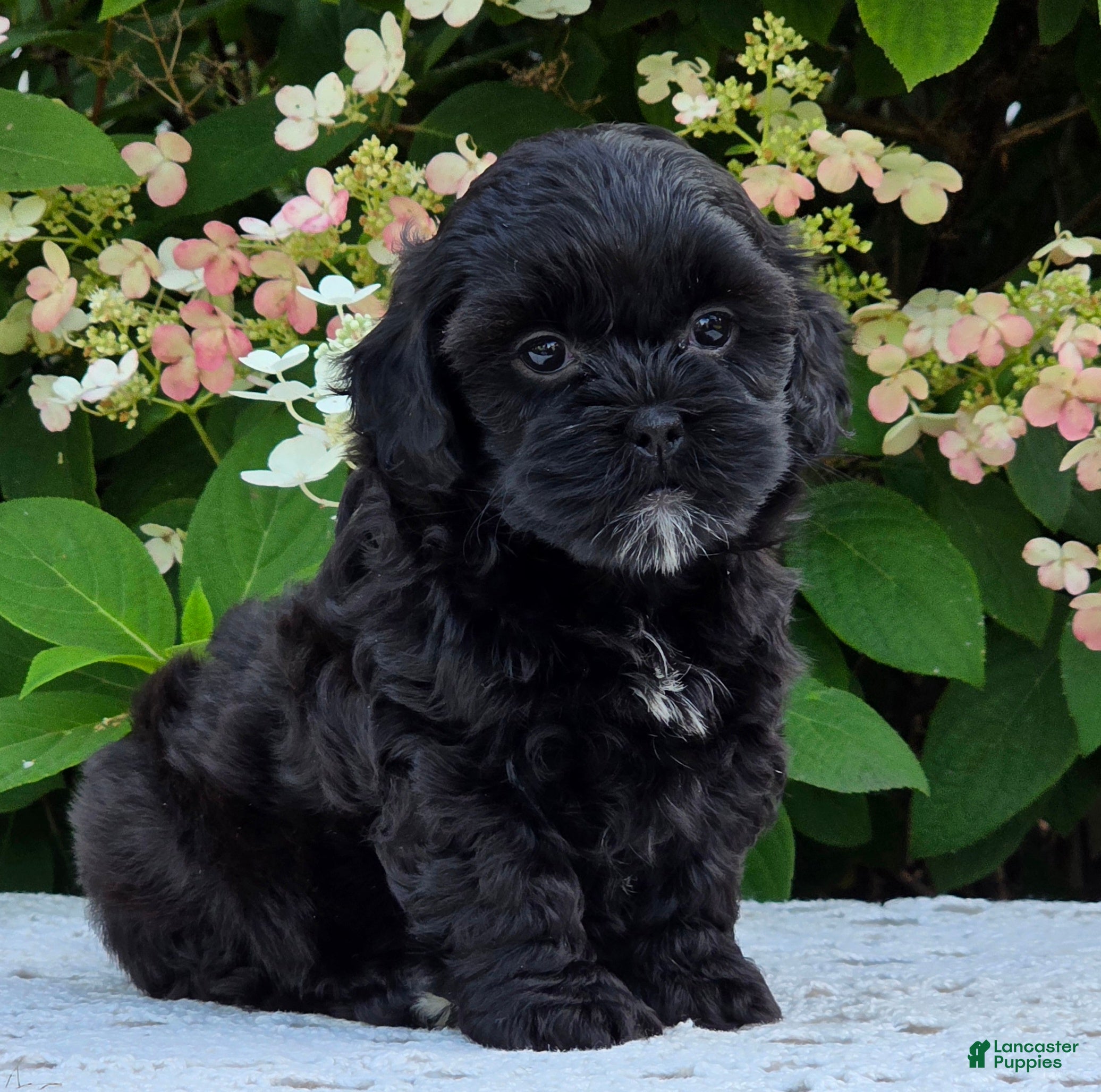 Shihpoo dogs Hope - Ad 2