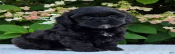 Shihpoo dogs for sale: Hope - Ad 2