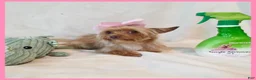 Yorkshire Terrier dogs for sale: Abby - Ad 3