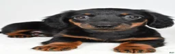Dachshund dogs for sale: Cassidy - Ad 7