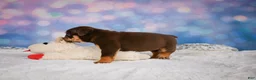 English Bulldog dogs for sale: Molly - Ad 10