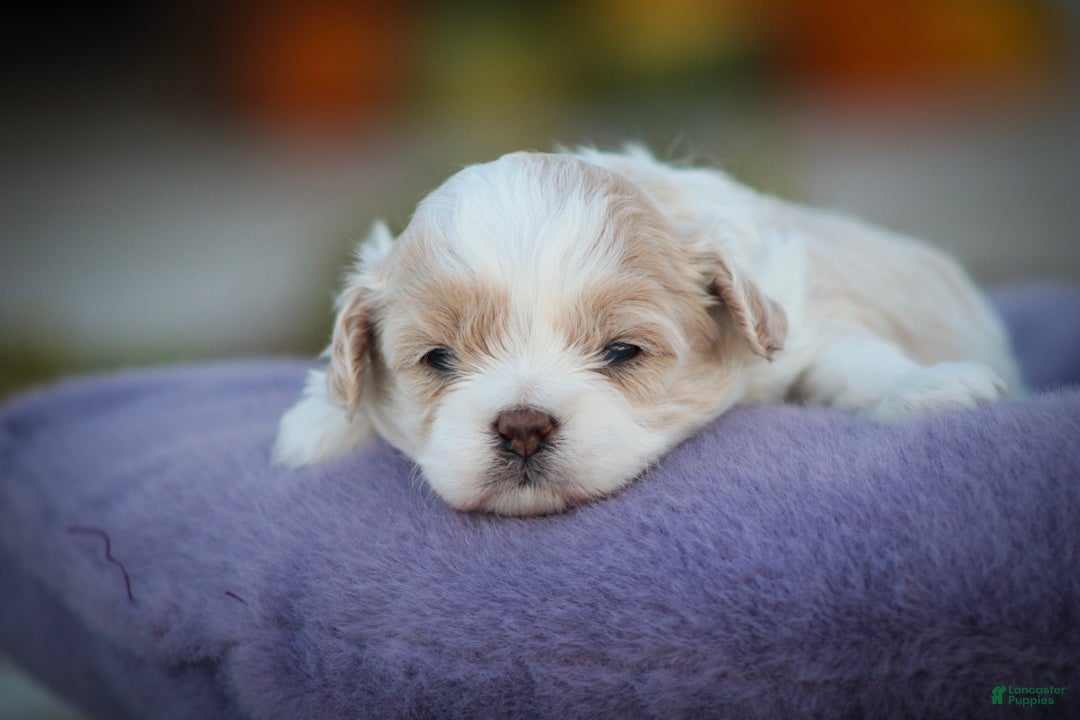Shihpoo dogs Zaneeta Shihpoo  - Ad 2