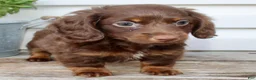 Miniature Dachshund dogs for sale: Carter Male AKC Mini Dachshund - Ad 6