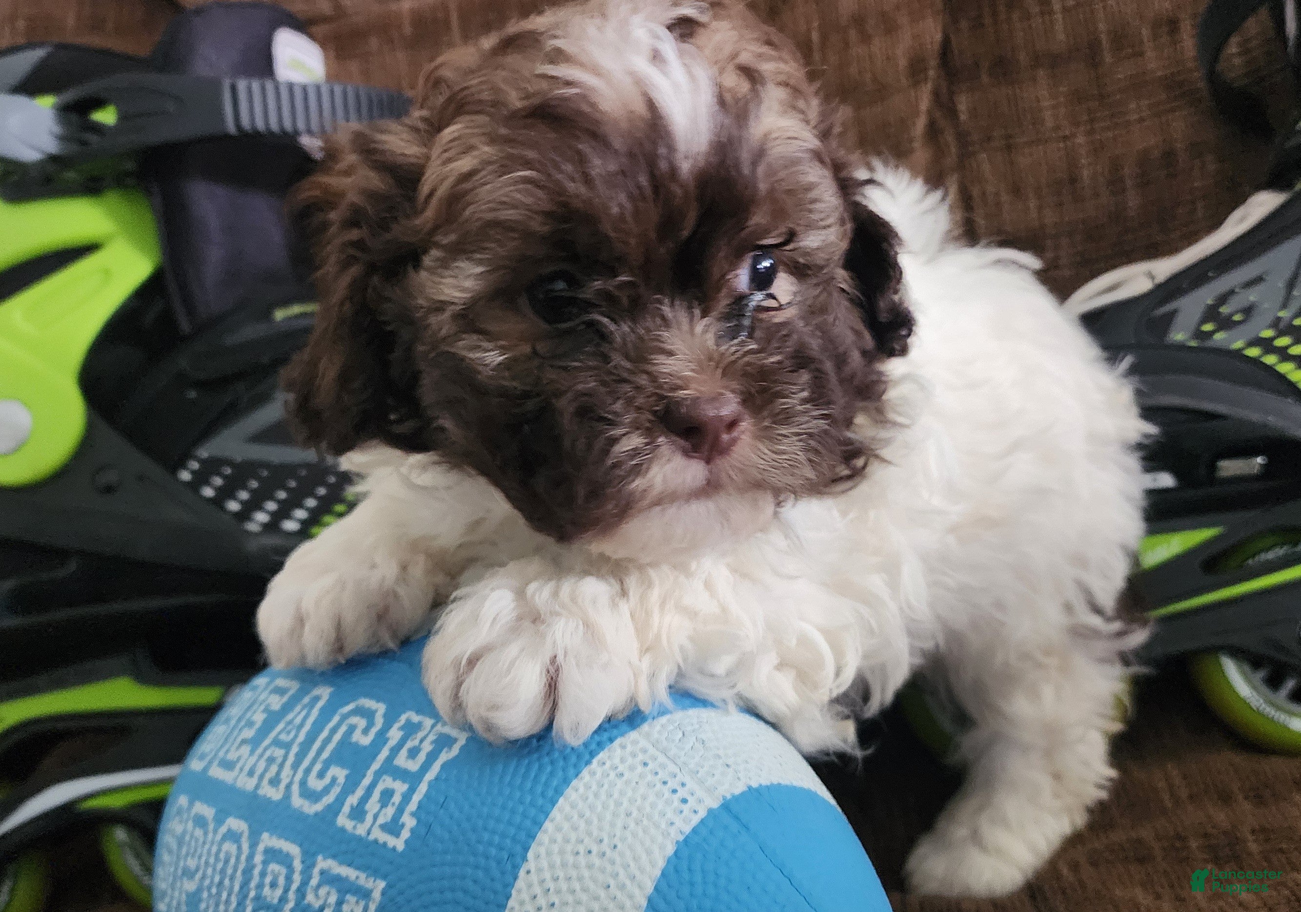 Shihpoo dogs HERCULES - Ad 37
