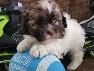 Shihpoo dogs HERCULES - Ad 37