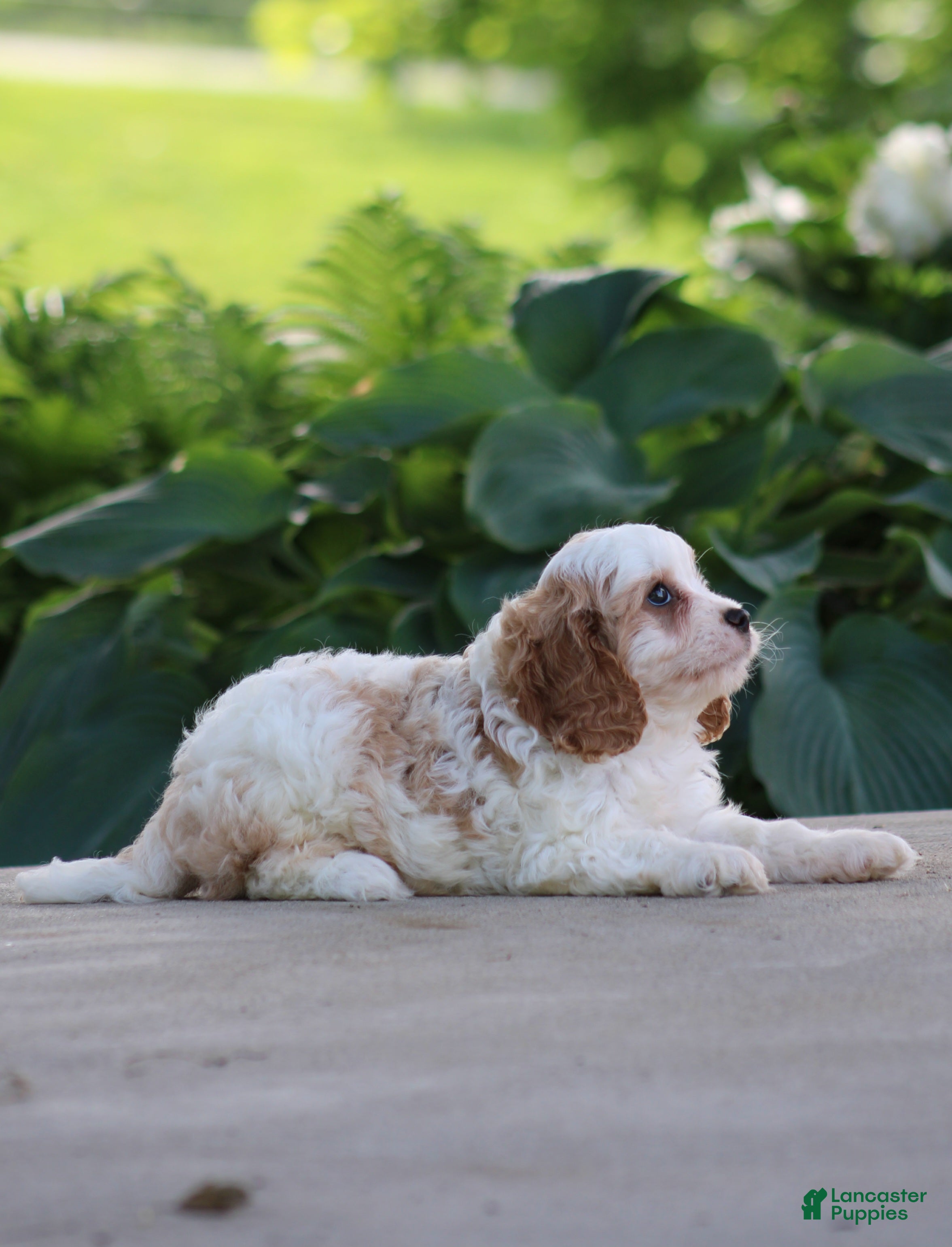 Cavapoo dogs Cody - Ad 2