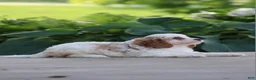 Cavapoo dogs for sale: Cody - Ad 4