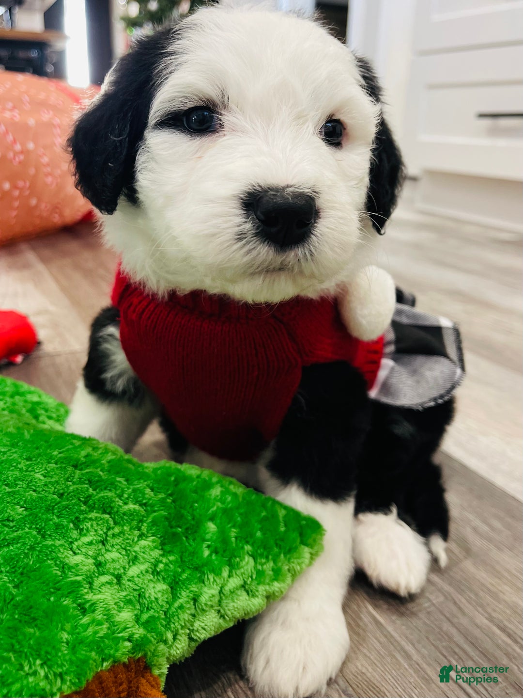 Sheepadoodle dogs for sale: Sheepadoodle Puppy 6 - Ad 5