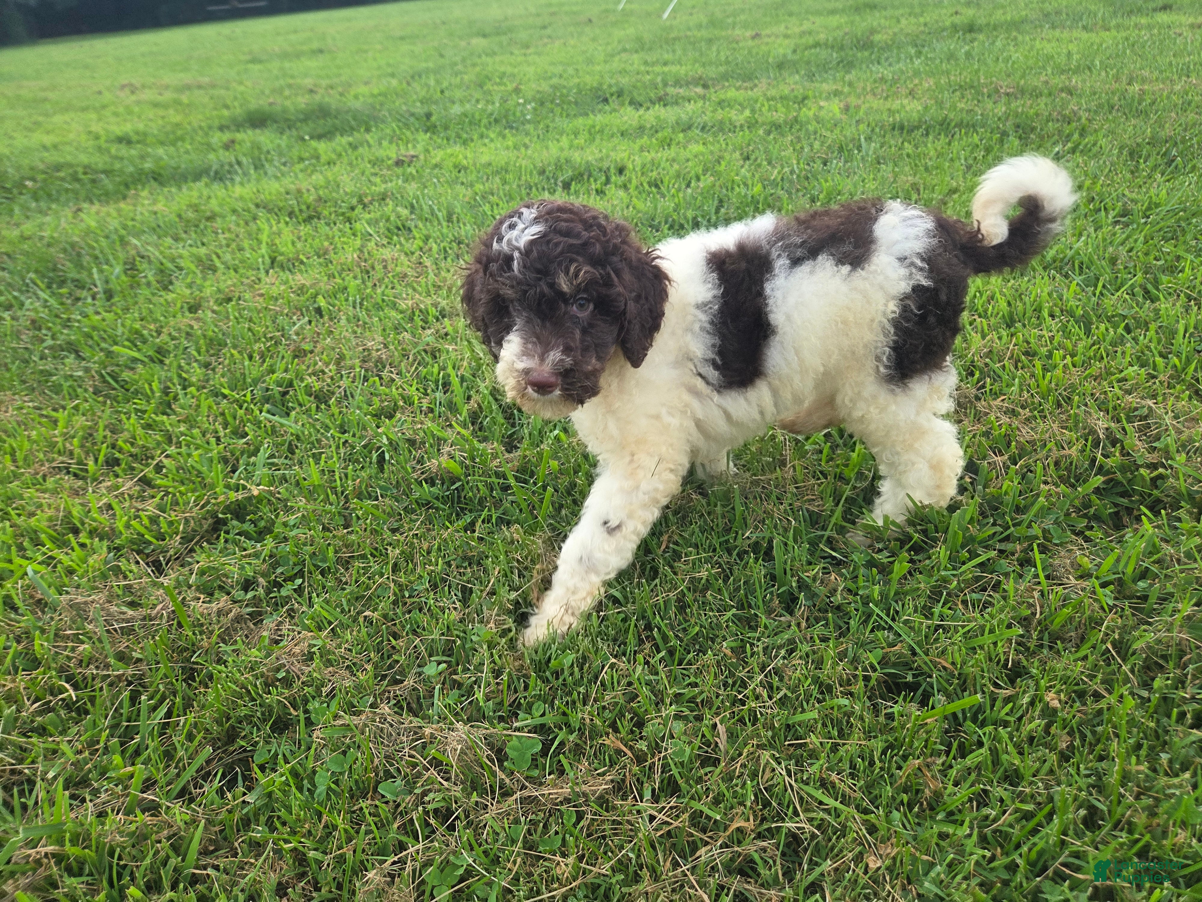 Goldendoodle dogs Faith - Ad 1