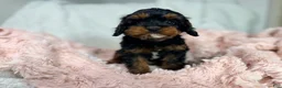 Cavapoo dogs for sale: Tootsie 🎀 - Ad 9