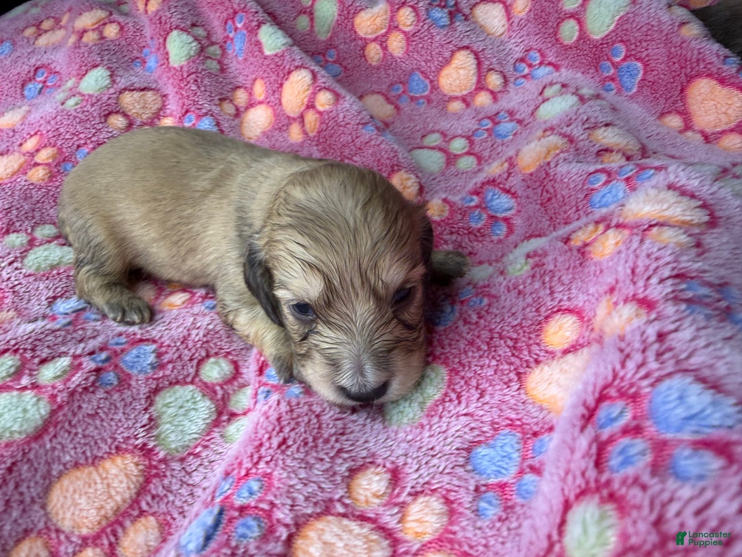 Miniature Dachshund dogs for sale: Cream - Ad 47