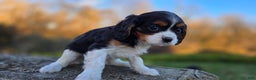 Cavalier King Charles Spaniel dogs for sale: Vicky - Ad 5