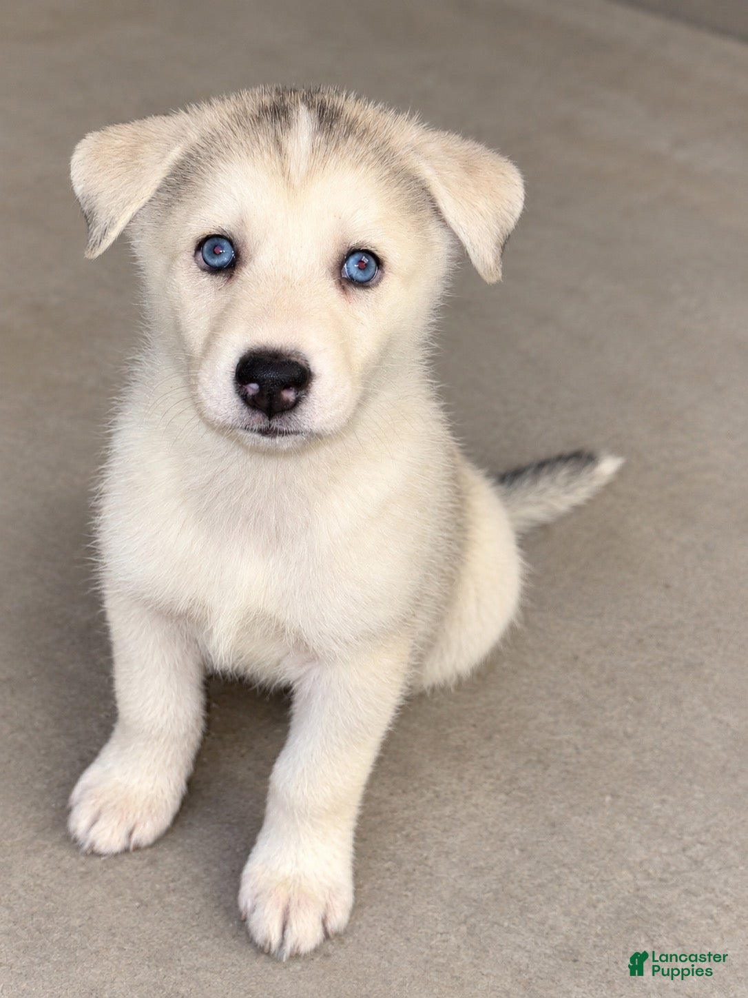 Mixed Breed dogs Channel  - Ad 27
