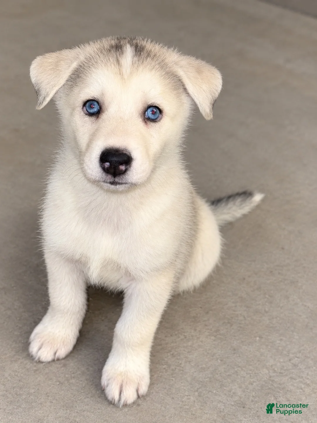 Mixed Breed dogs for sale: Channel  - Ad 1