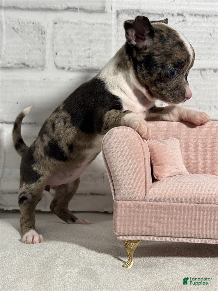 Chihuahua dogs Chihuahua Puppy 1 - Ad 2