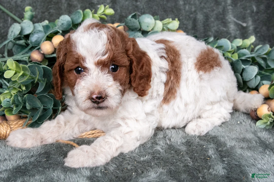 Miniature Poodle dogs for sale: Margaret - Ad 3