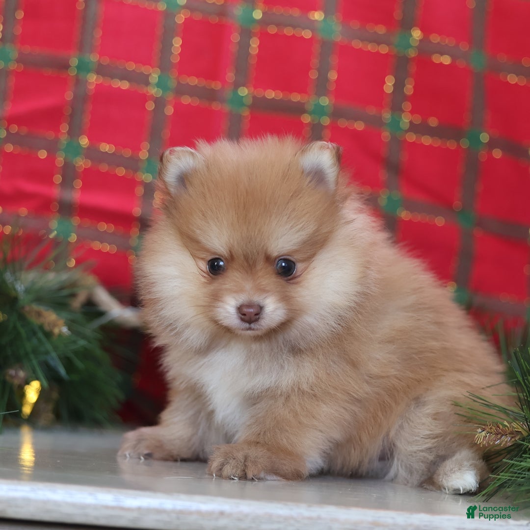 Mixed Breed dogs for sale: Cinnamon - Ad 8