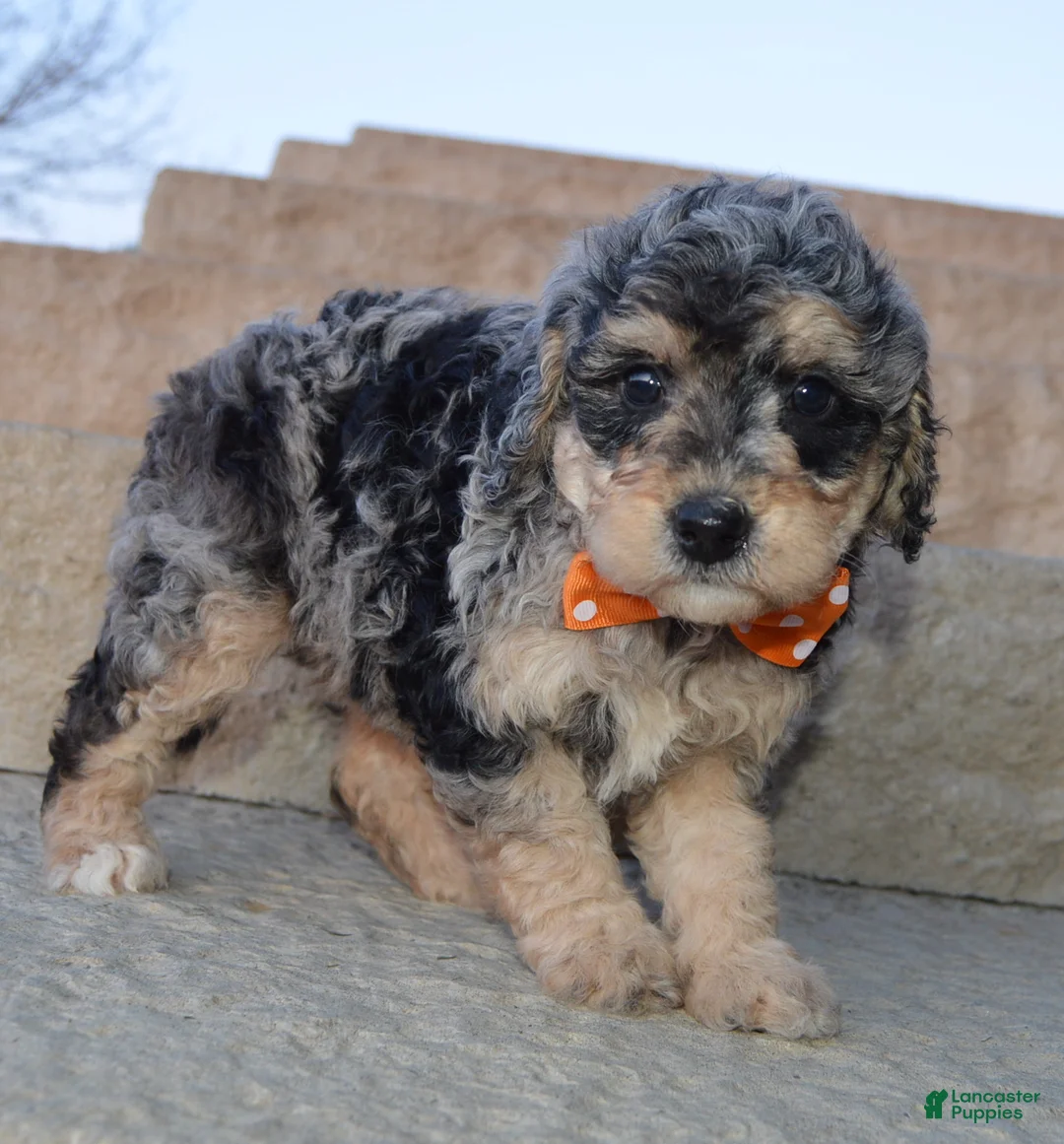 Mini Bernedoodle dogs for sale: Mini Bella - Ad 1