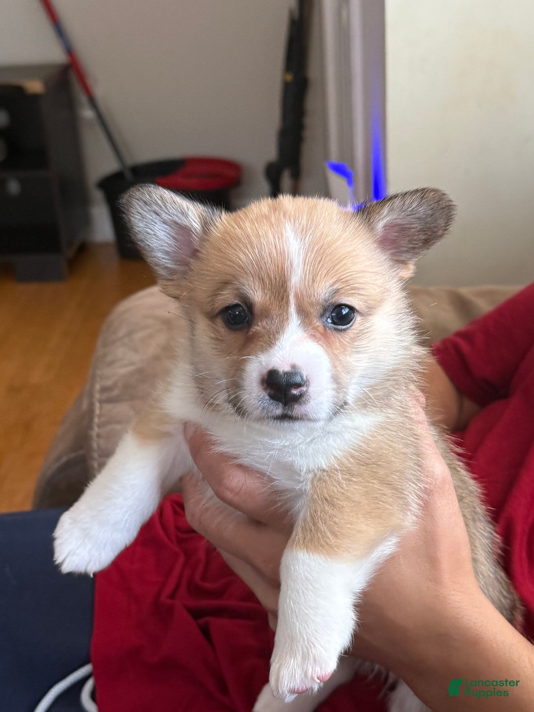 Welsh Corgi Pembroke dogs for sale: Lisa - Ad 1