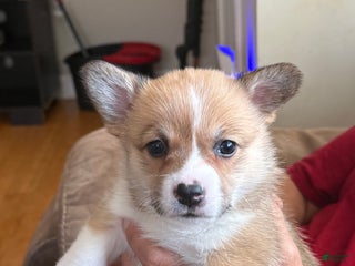 Welsh Corgi Pembroke dogs Lisa - Ad 7