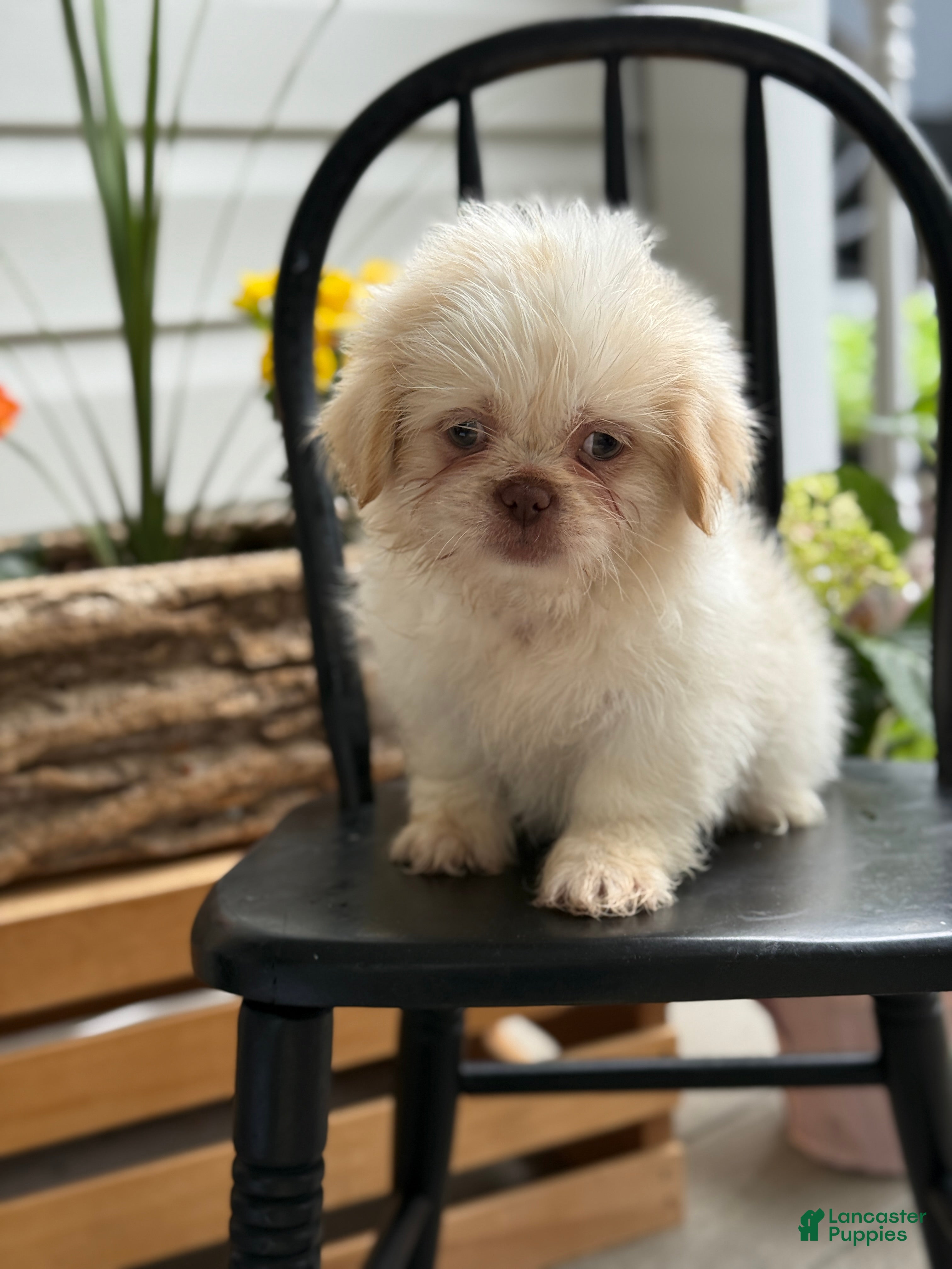 Shih Tzu dogs Jack - Ad 1