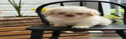 Shih Tzu dogs for sale: Jack - Ad 1