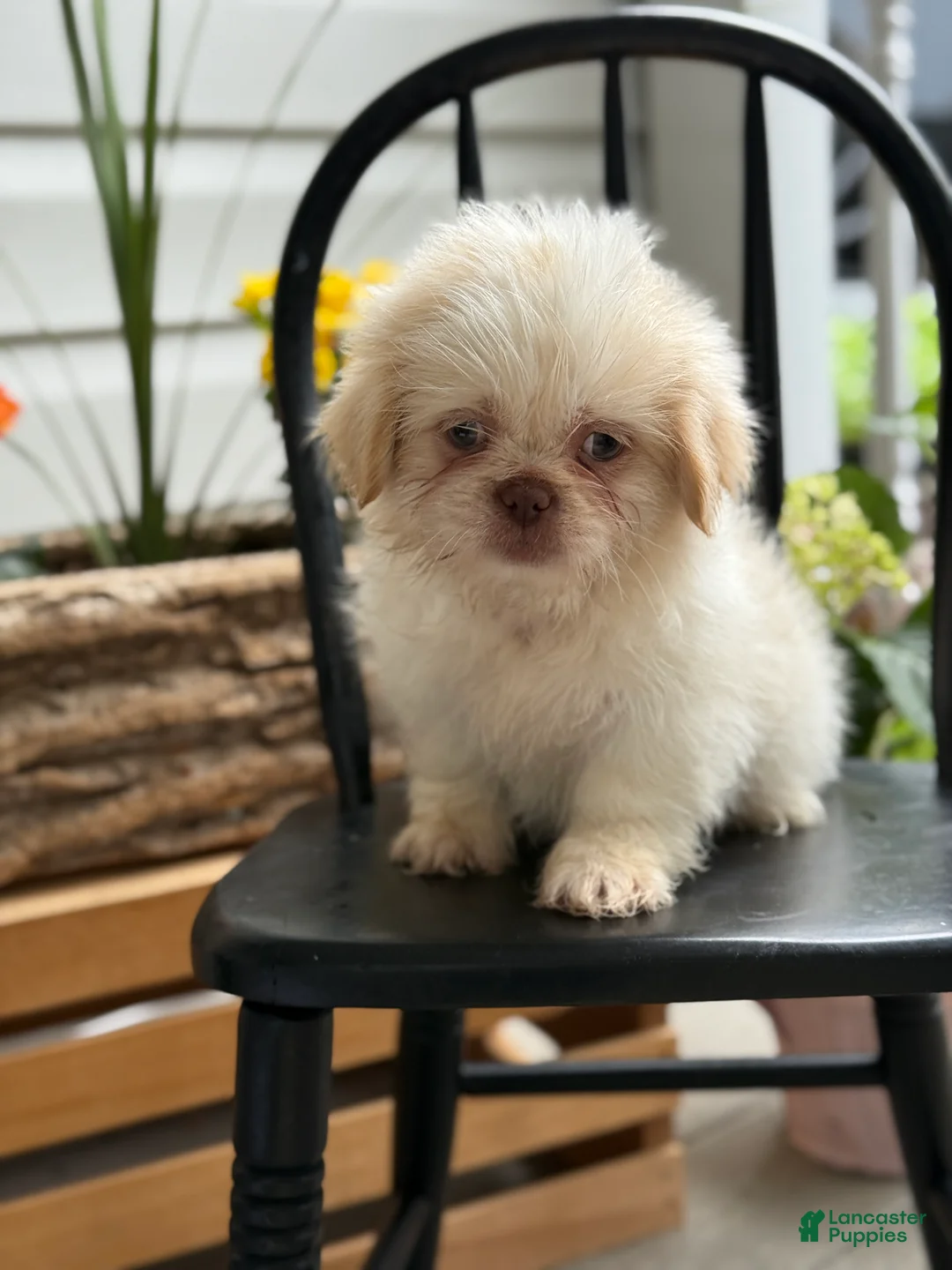 Shih Tzu dogs for sale: Jack - Ad 1