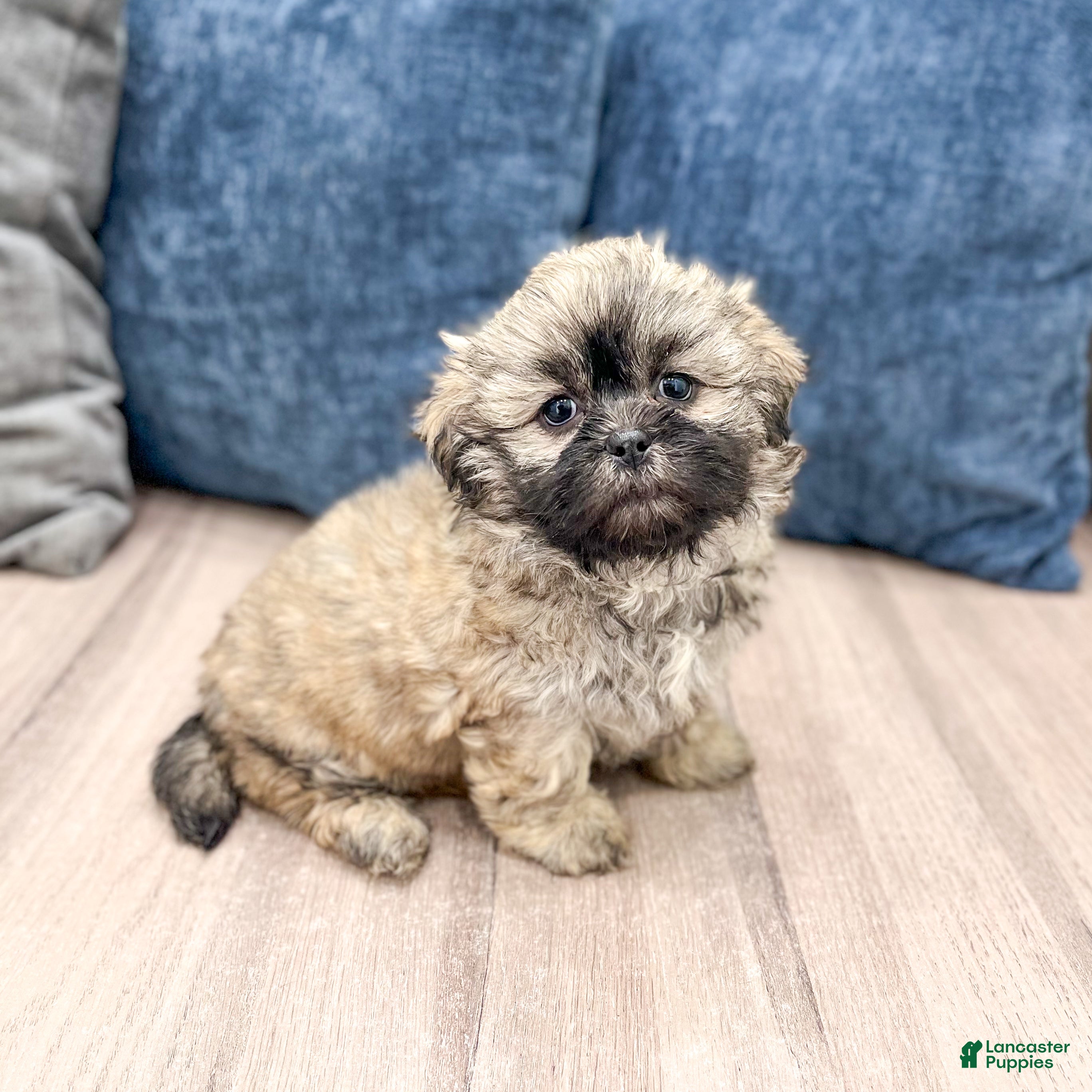 Teddy Bear dogs Maggie - Ad 1