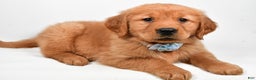 Golden Retriever dogs for sale: Max - Ad 8