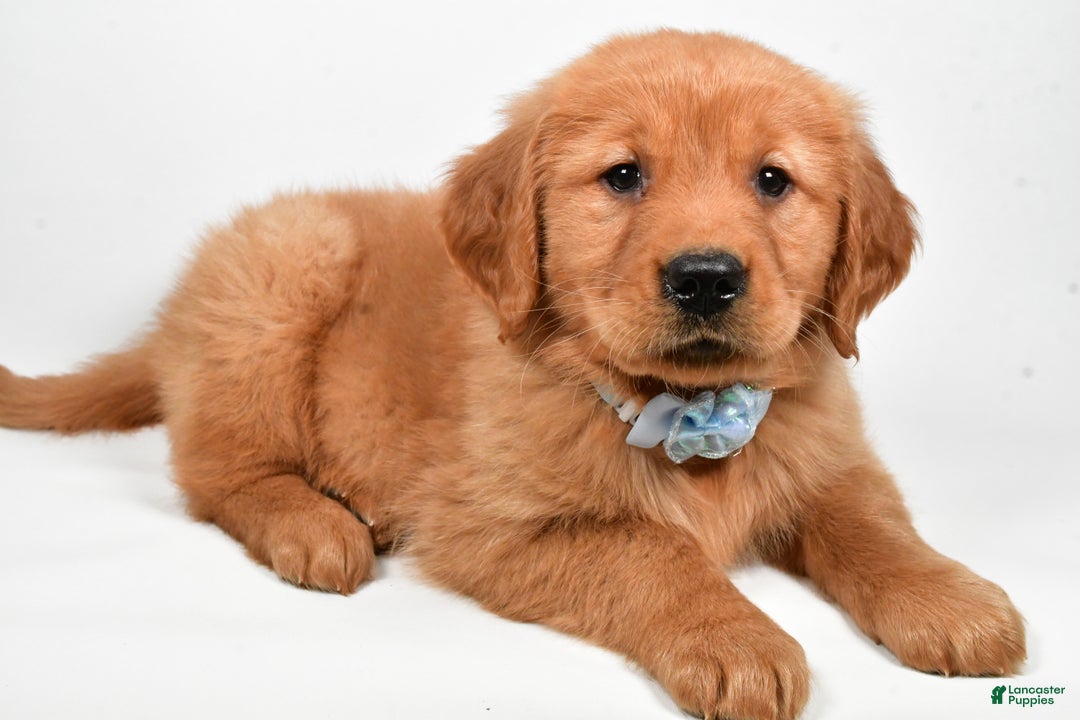 Golden Retriever dogs for sale: Max - Ad 8