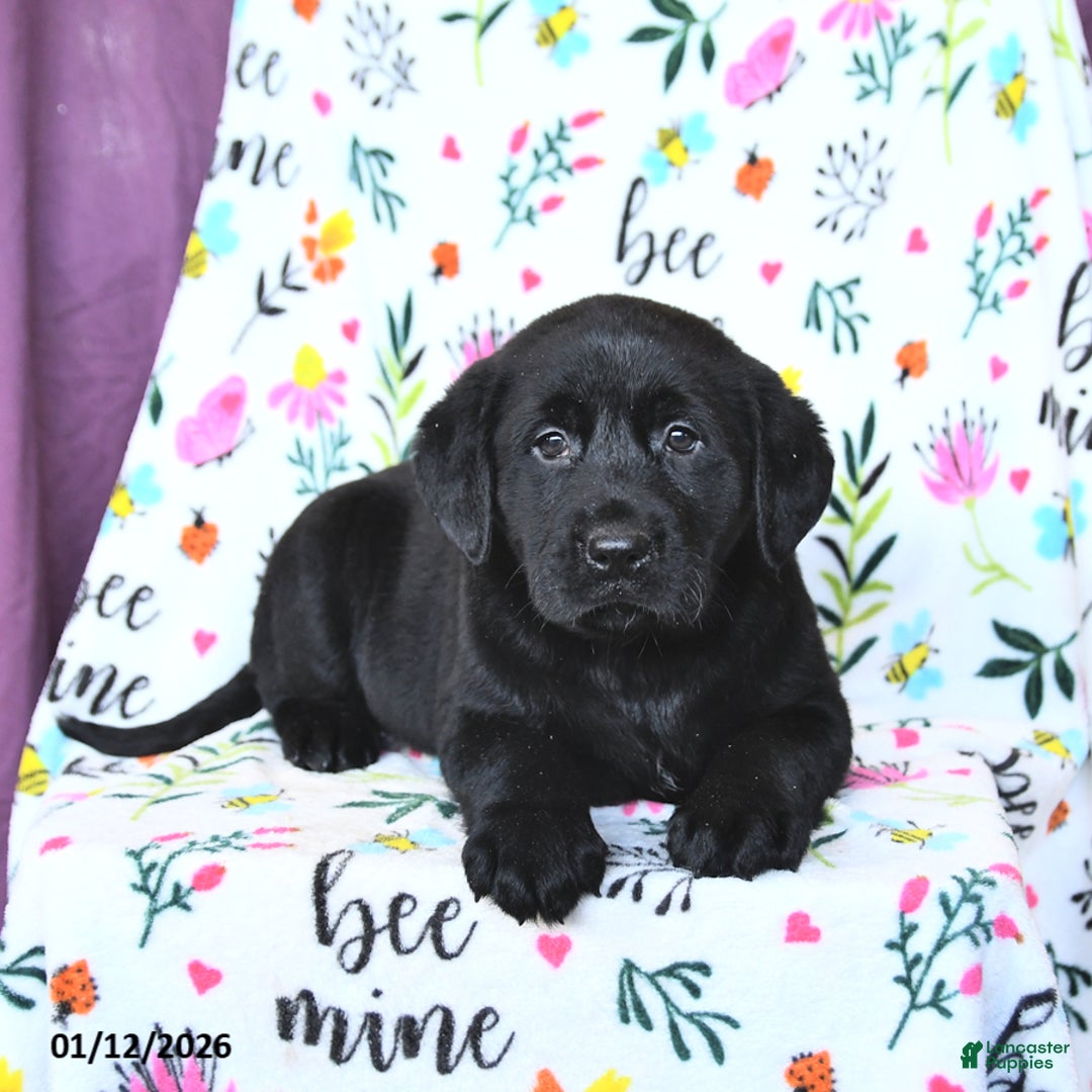 Labrador Retriever dogs for sale: Pearl - Ad 3