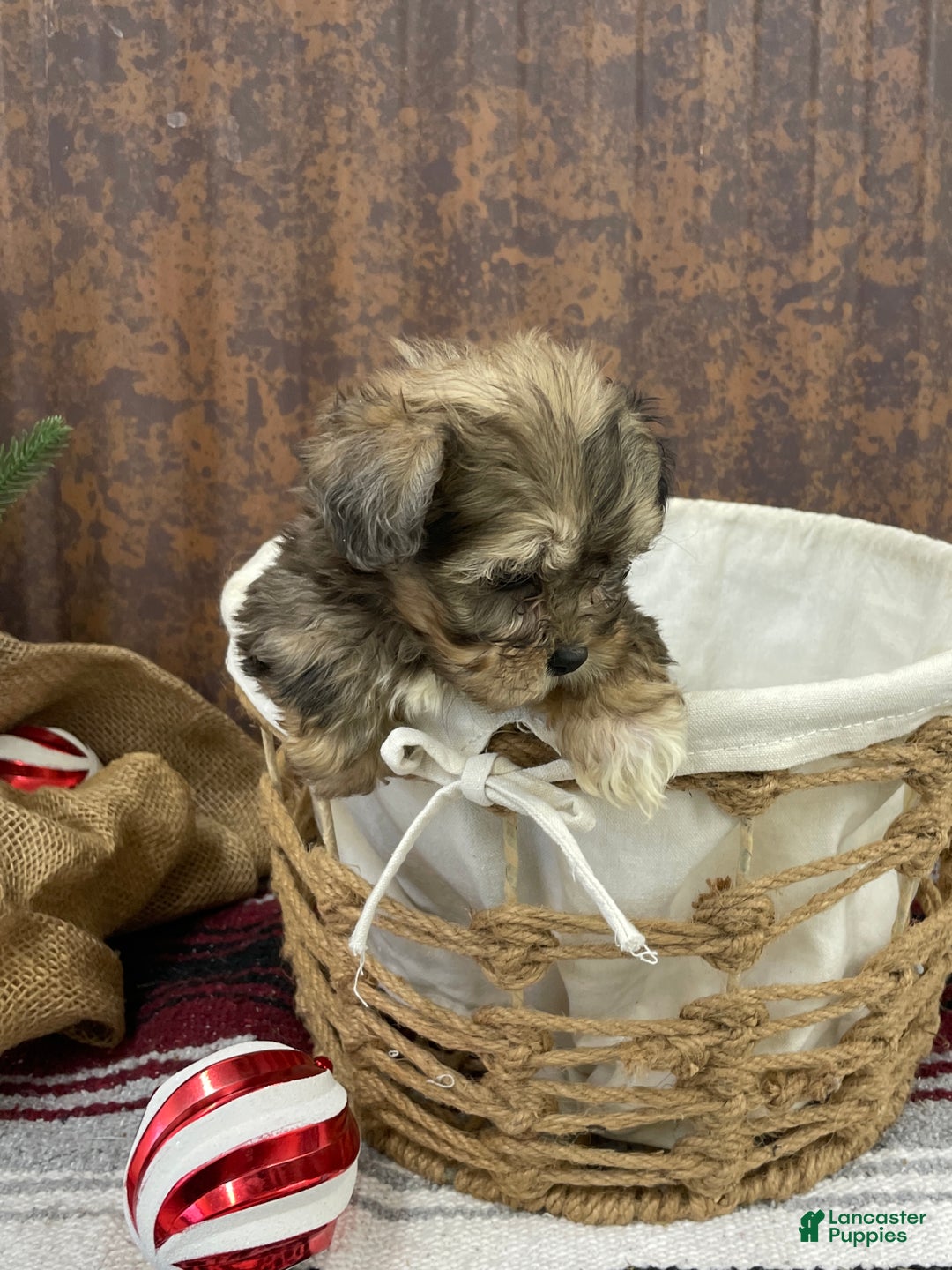 Shihpoo dogs for sale: Callie - Ad 5