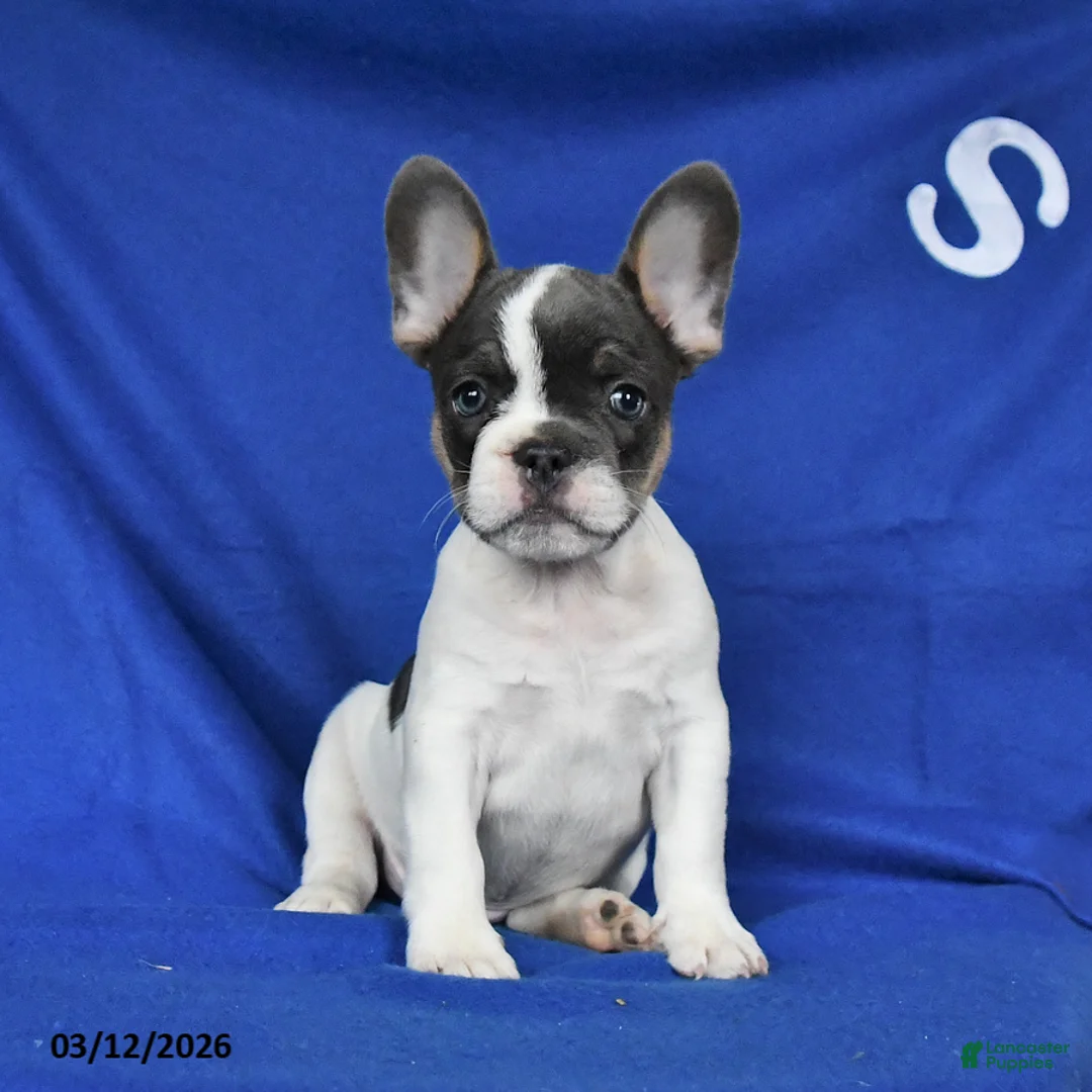 French Bulldog dogs for sale: Alex - Ad 1