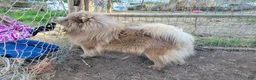 Chow Chow dogs for sale: CINNAMON CHOW CHOW M1 - Ad 3