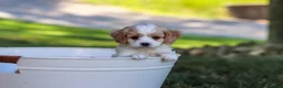 Cavapoo dogs for sale: Tracker - Ad 6