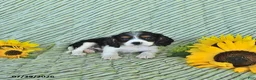 Cavalier King Charles Spaniel dogs for sale: Oliver - Ad 4
