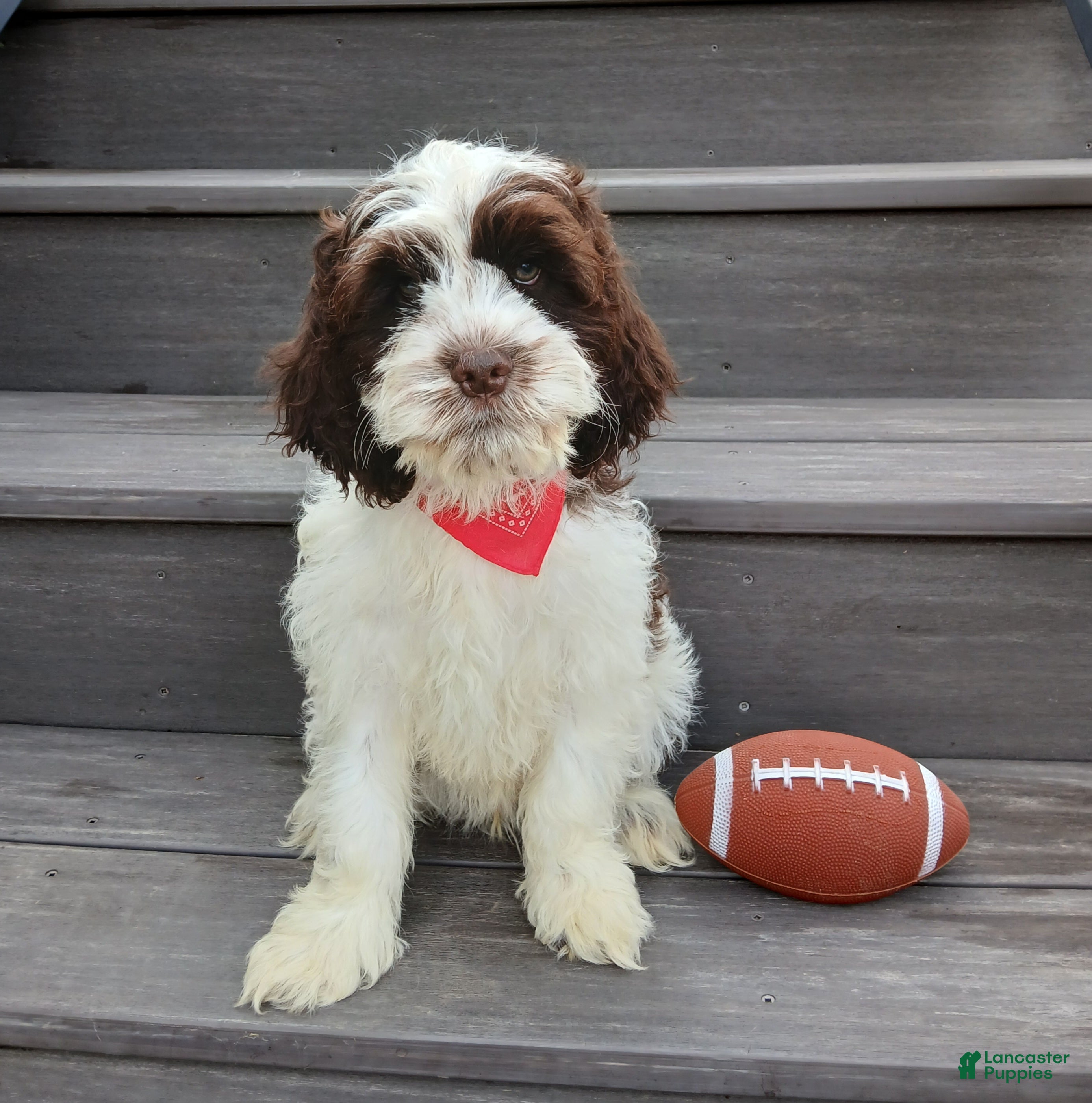 Cockapoo dogs Ricco - Ad 26