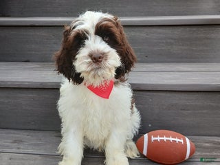 Cockapoo dogs - Ad 11