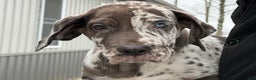 Great Dane dogs for sale: Seth - Ad 1