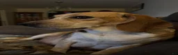 Puggle dogs for sale: Light pink collar  - Ad 21