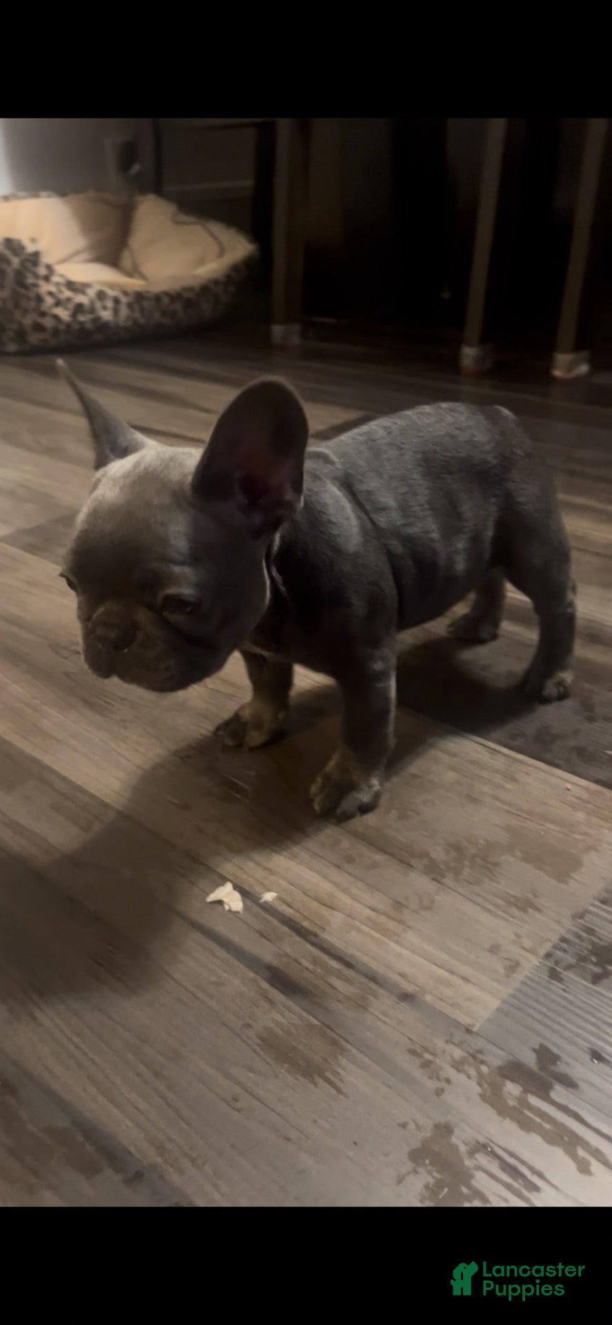 French Bulldog dogs for sale: French Bulldog 4 - Ad 24