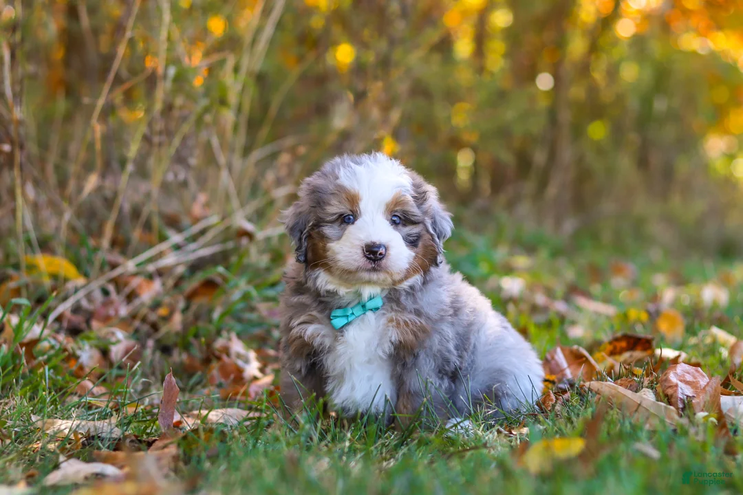 Mini Bernedoodle dogs for sale: Shadow - Ad 2