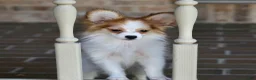Papillon dogs for sale: Nerf - Ad 12