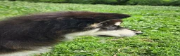 Alaskan Malamute dogs for sale: Alaskan Malamute Puppy 3 - Ad 4