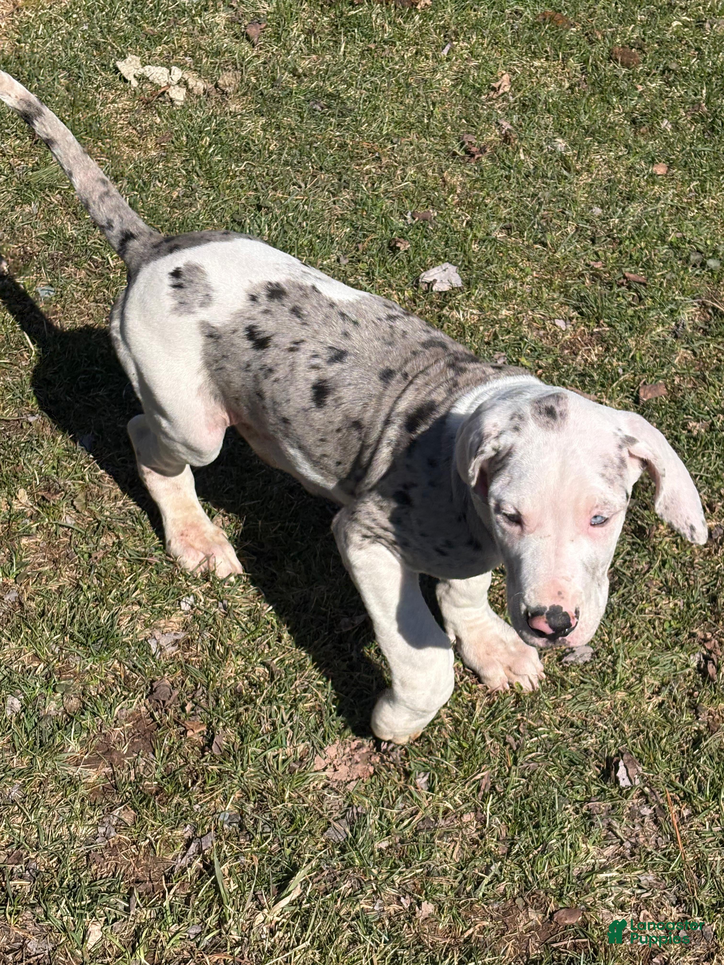 Great Dane dogs Great Dane Puppy 4 - Ad 1