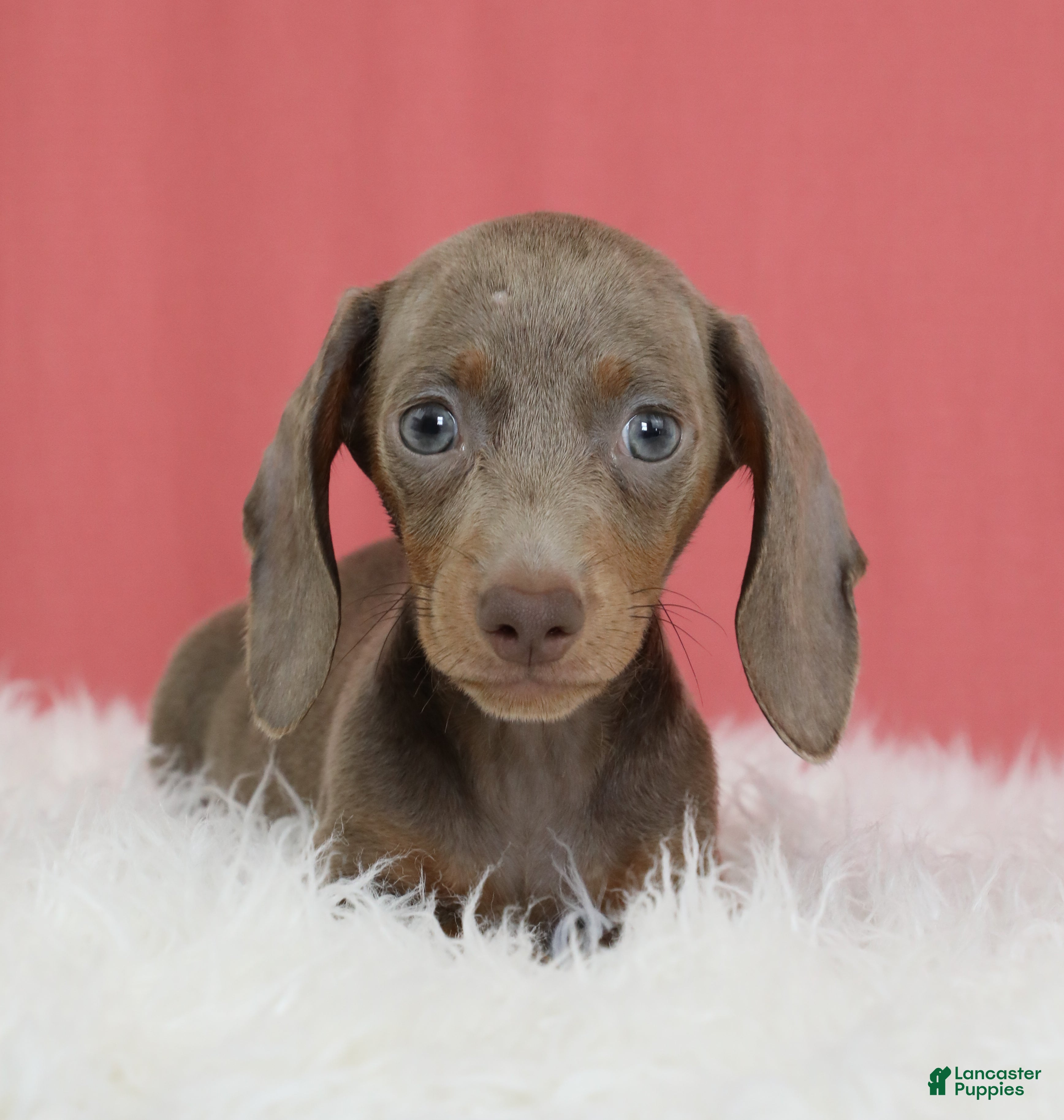 Dachshund dogs Estelle ✨ - Ad 1