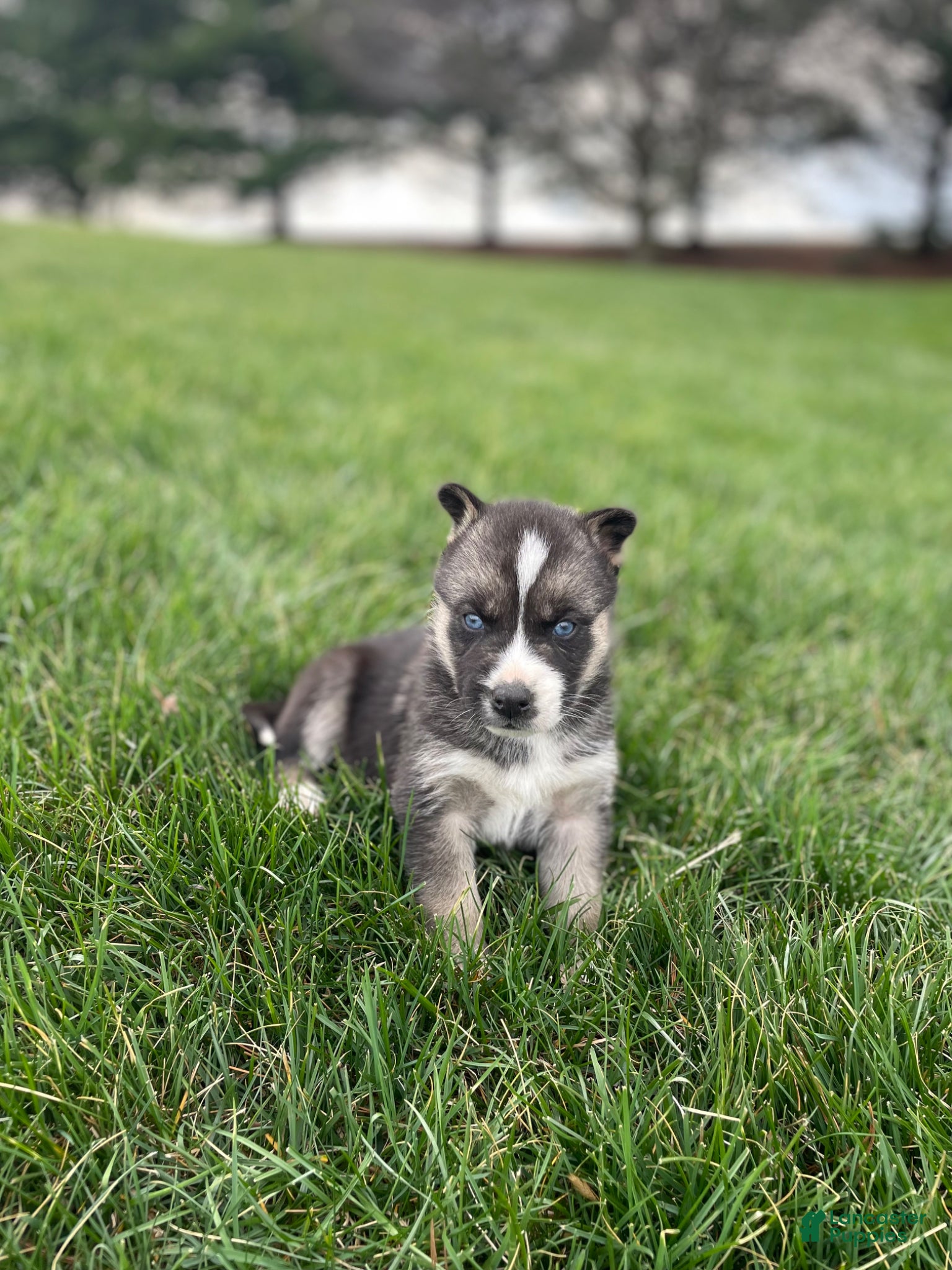 Gerberian Shepsky dogs Finn - Ad 2